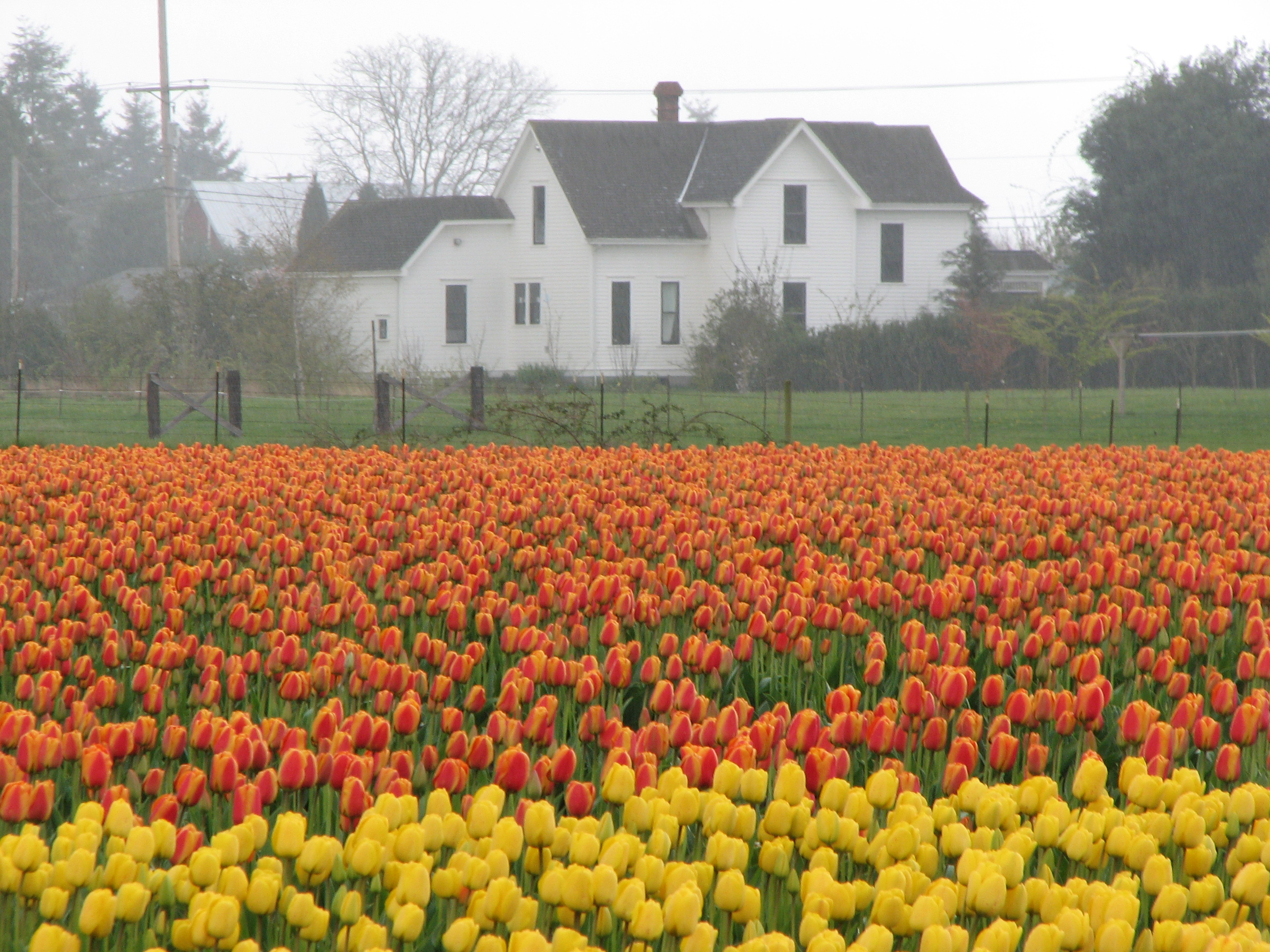 Our Move to Seattle Tulip Festival IMG_5811